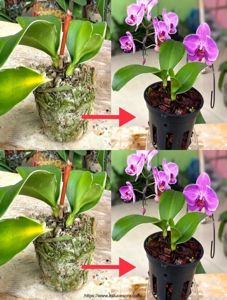 Natürlich! Hier ist eine eingängige Version auf Französisch: Helfen Sie der kleinen Orchidee wieder seine Pracht.