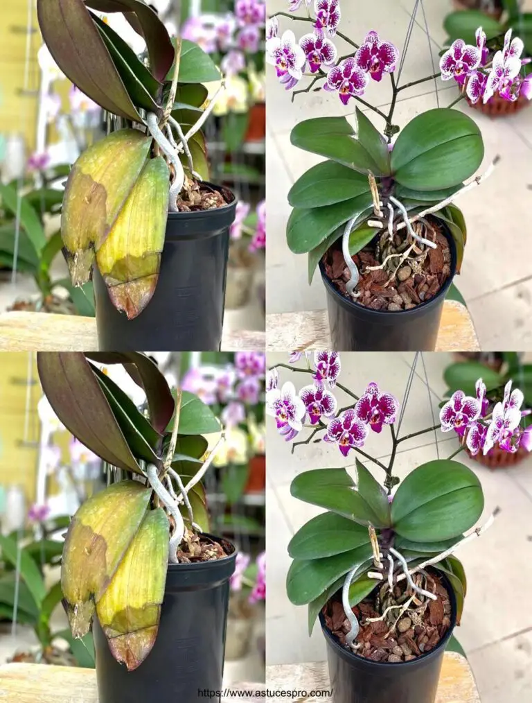 Eine effektive Lösung zur schnellen Revitalisierung von Orchideen mit verblassten Blättern