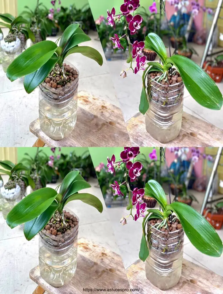 Orchid Culture: Tipps für schnelles Wachstum und reichliche Blüte!