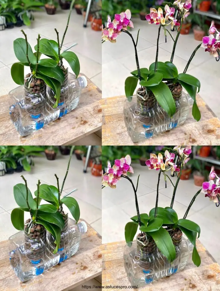 Orchideenkultur in Hydroponie für reichliches Wachstum und Blüte