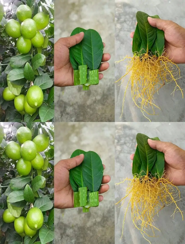 Wie man einen Citronnier aus Blättern mit Aloe Vera schieben