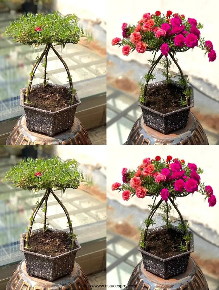 Drei Portulaca