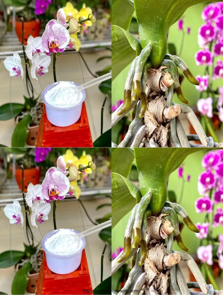 Eine Pinch dieses Pulvers hilft gesundes und Eclating Orchid Growth