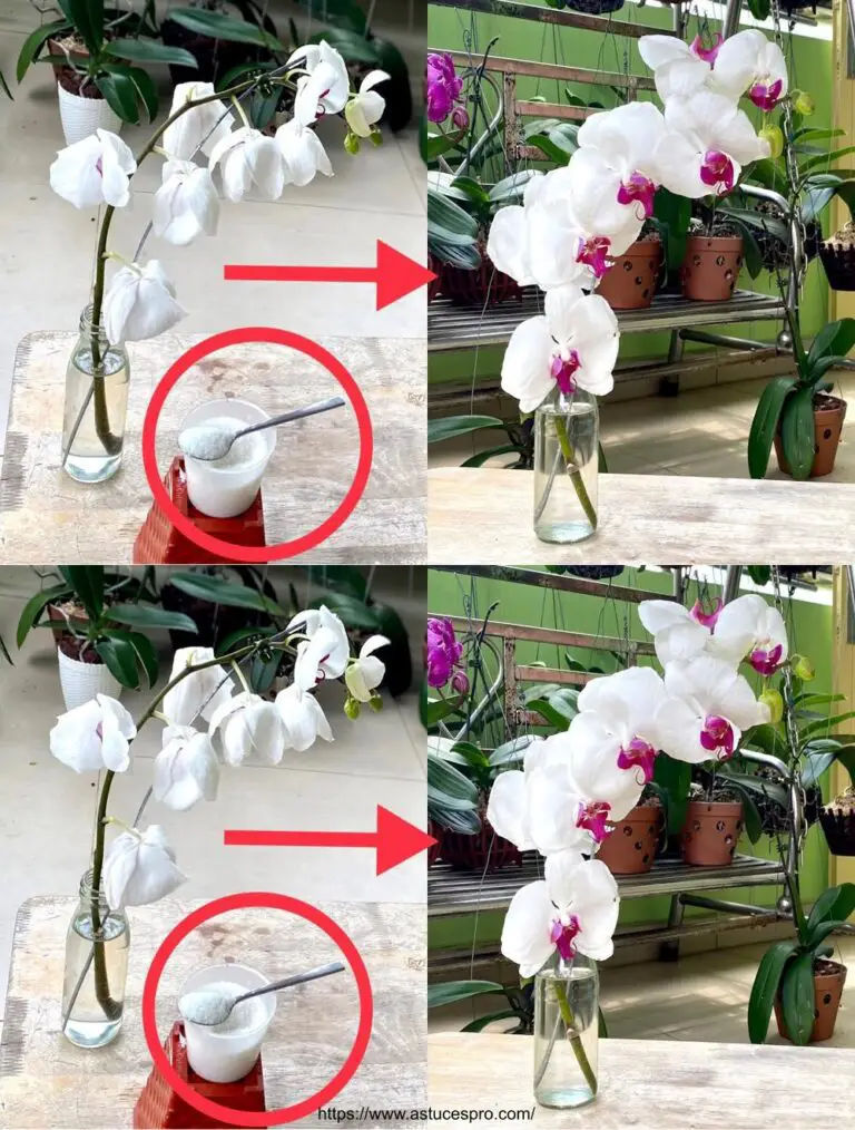 Verwandeln Sie Ihre verblassten Orchideen in lebendige Schönheiten – wesentliche Tipps