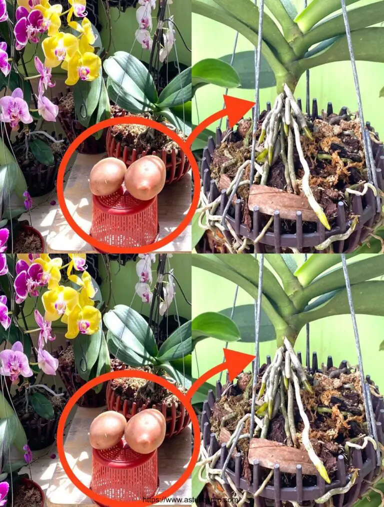 Äpfel der Erde erhöhen Wachstum und Vitalität der Orchideen