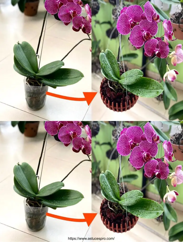 Wie das Wachstum der blühenden Orchideen für schnelles Nachwachsen zu stärken