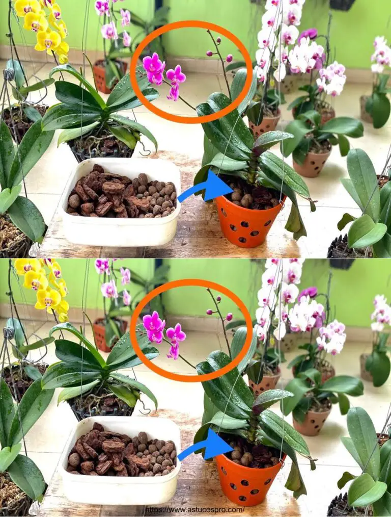 So erneuern Sie den Blumen Mini Orchid Pot für eine gesunde und immer helle Pflanze