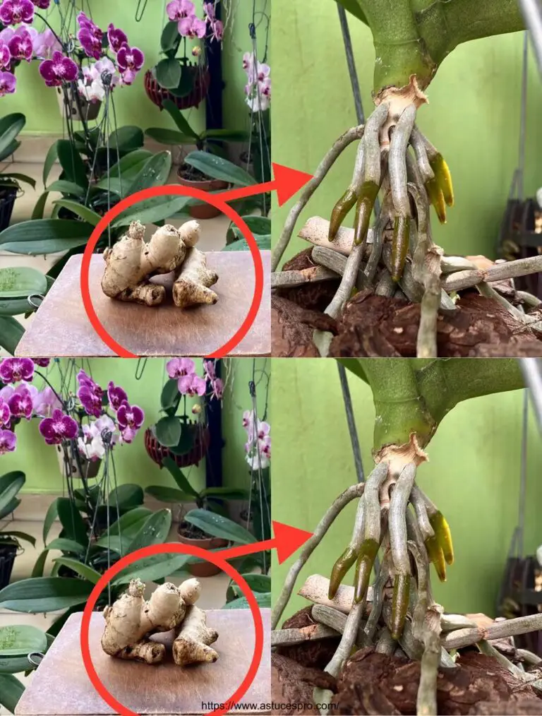 Ein kleiner Ingwer hilft der Orchidee, Kälte und Wurzel besser standhalten kräftig