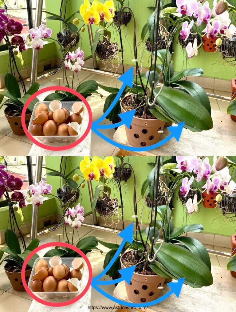 Verwenden Sie Eierschalen, um Wurzeln zu stärken, Blätter und Dur Orchid Blumen zu düngen