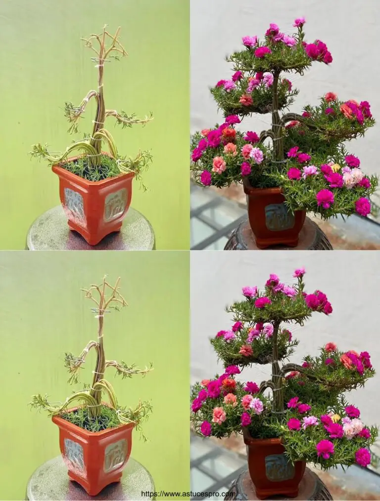 So machen Sie eine Moss Rose Bonsai mit kleinen Sticks in Zink