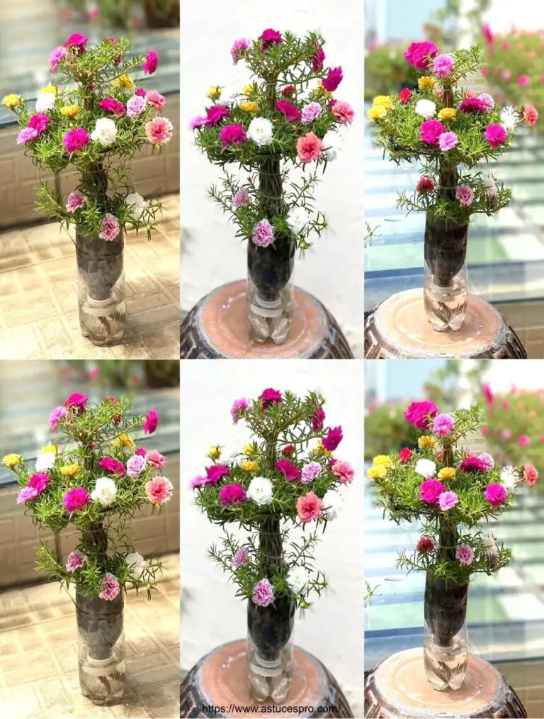 Petit Bonsaï de Portulaca Grandiflora: Beau Sans Arrosage mit Einrichtung