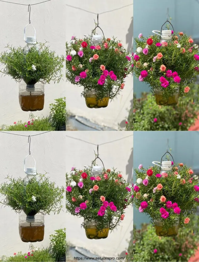 Geniale Ideen für die Kultivierung schöner Portulaca Grandiflora mit bunten Blumen, ohne Wasser zu benötigen