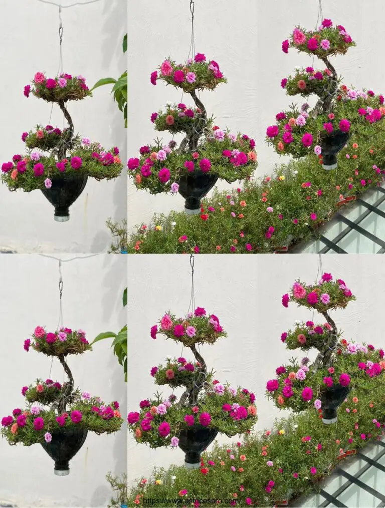 Verwandeln Sie Plastikflaschen in einen schönen hängenden Garten von Portulaca Grandiflora Bonsai