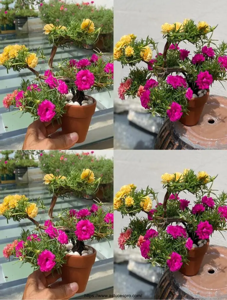 So erstellen Sie einen Bonsai Cute aus Portulaca Grandiflora