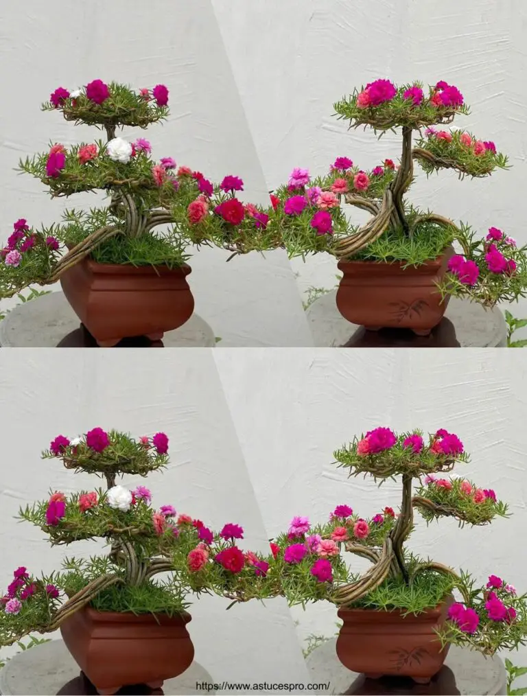 So erstellen Sie eine Portulaca Grandiflora