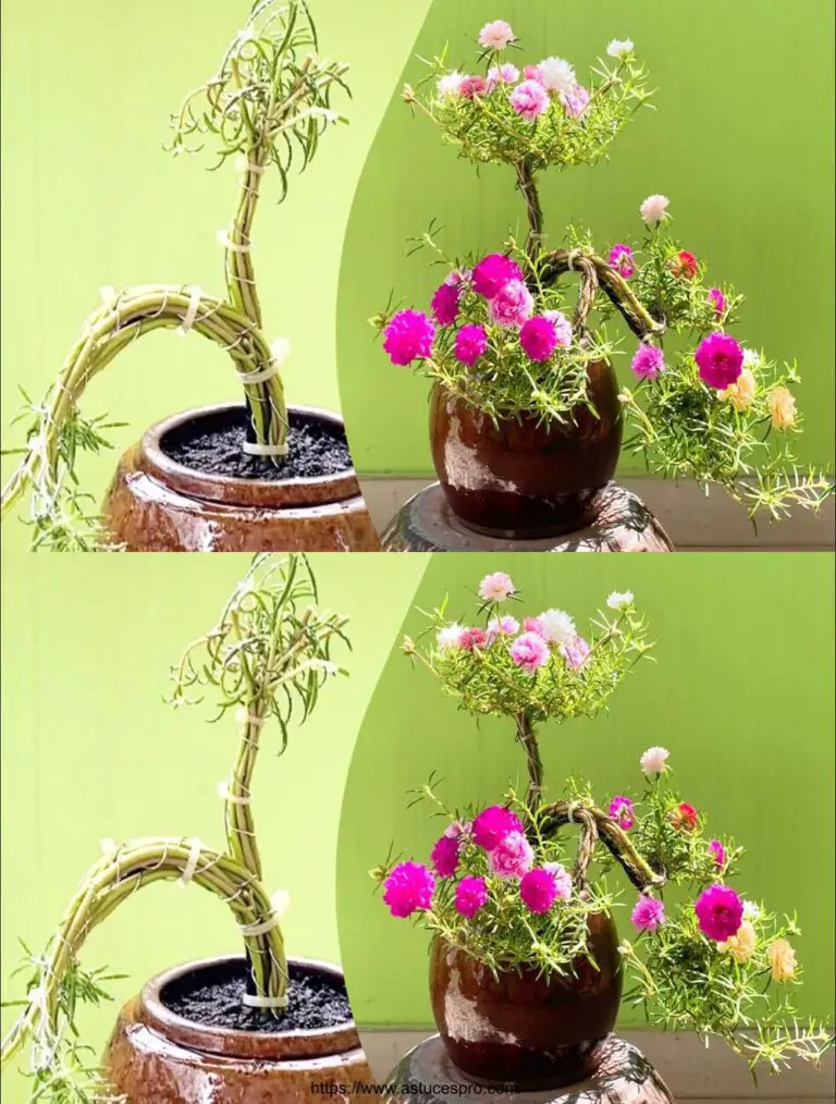 Wie eine Portulaca Grandifloras Bonsai mit einer schönen und einfachen Kaskadenform zu schaffen