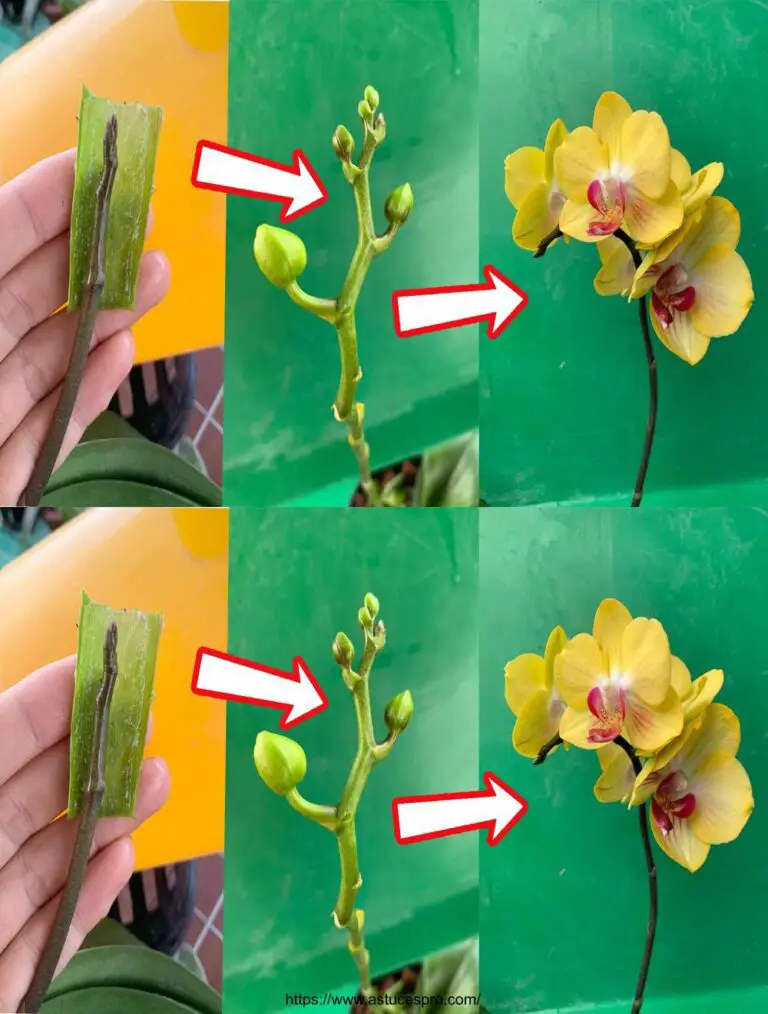 Steigern Sie das Wachstum Ihrer Orchideen mit diesem Geheimnis!