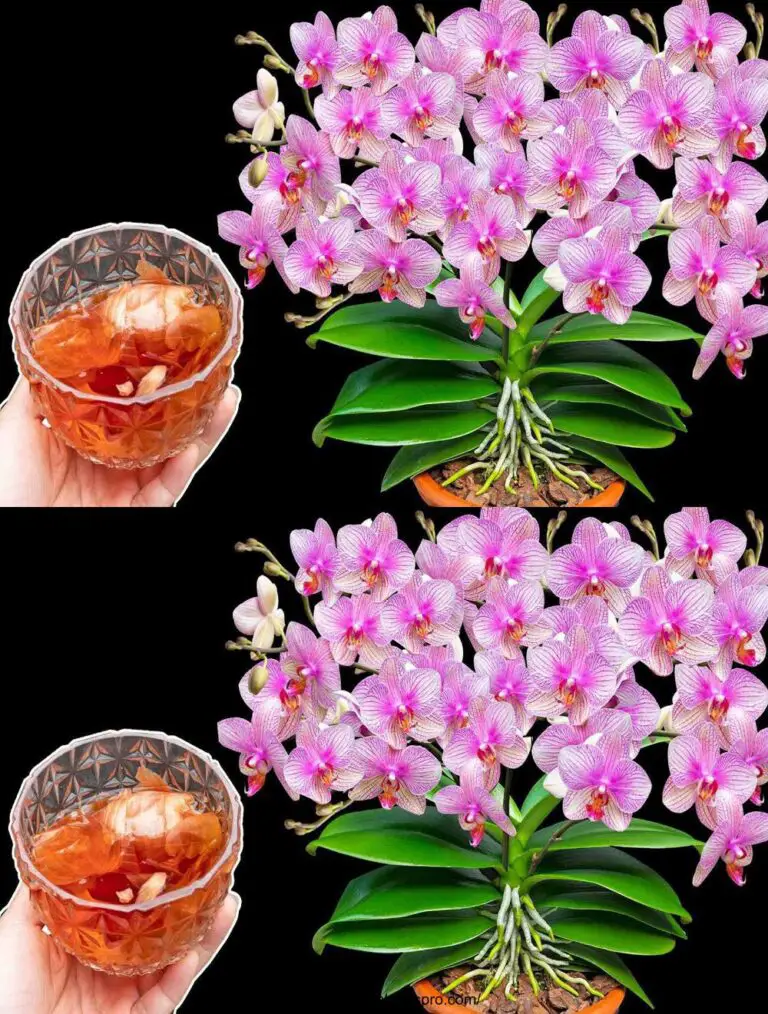 Magische Schüssel mit Zwiebelwasser: verwandelt sterile Orchideen in schöne Blumen das ganze Jahr über