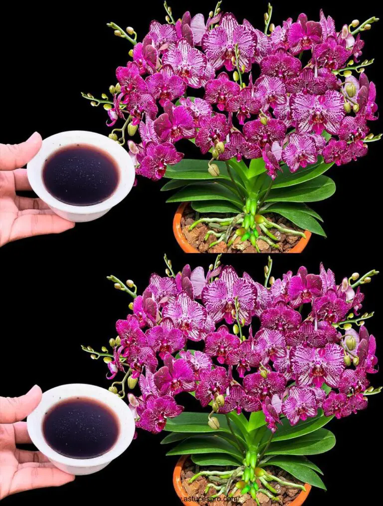 Mit nur einer Tasse Wasser blühen die schönen Orchideen das ganze Jahr über