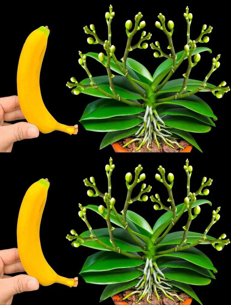 Nur eine Banane. Die Überraschung, die Orchideeen wachsen 500 neue blühende Zweige