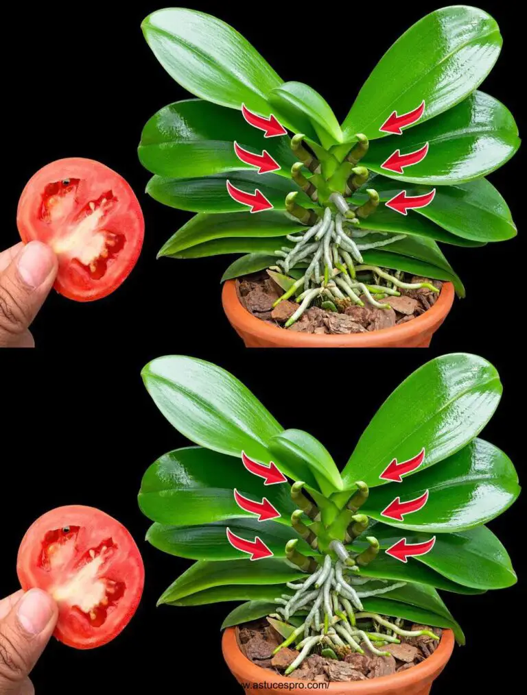 Eine Scheibe Tomaten! Macht Orchideenblüte mit 100 neuen Ästen und unglaublicher Blüte