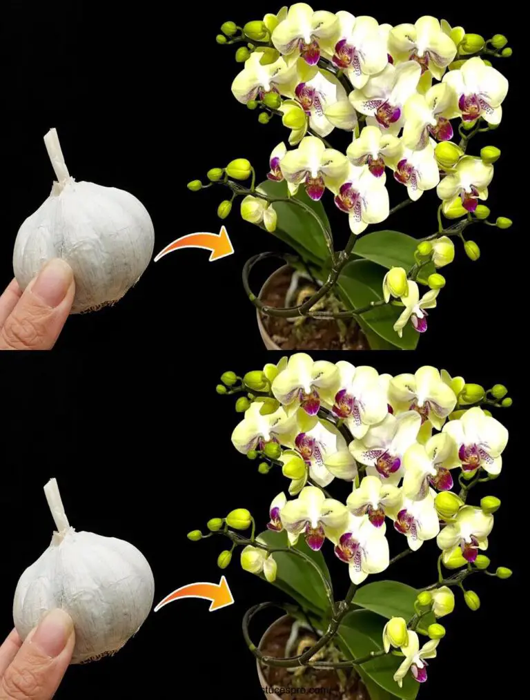 Mit nur einem Knoblauchzehe! Es macht die Orchideen schieben schnell und blühen