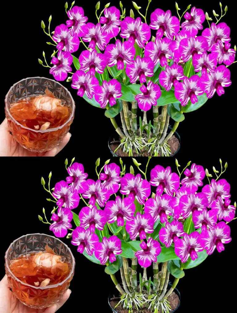 Magische Schüssel mit Zwiebelwasser: ein Mittel für sterile Orchideen, üppig und blumig das ganze Jahr über.