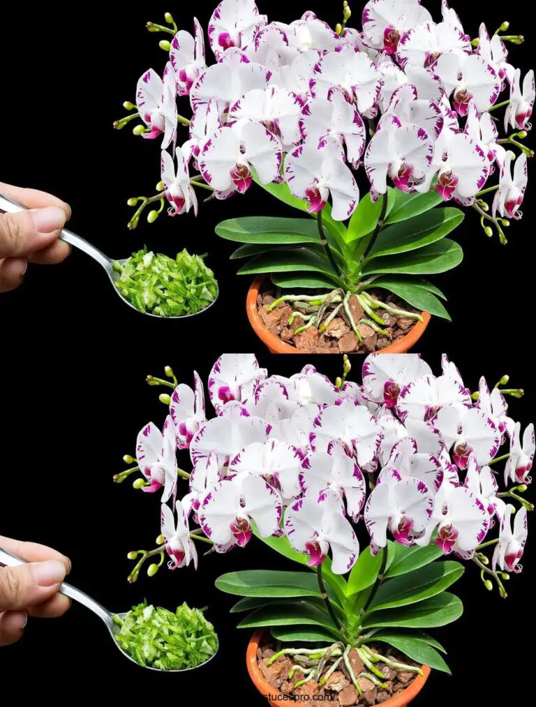 Nur ein Löffel! Die wilden Zweige der Orchidee reflower plötzlich mit vielen magischen Blumen.