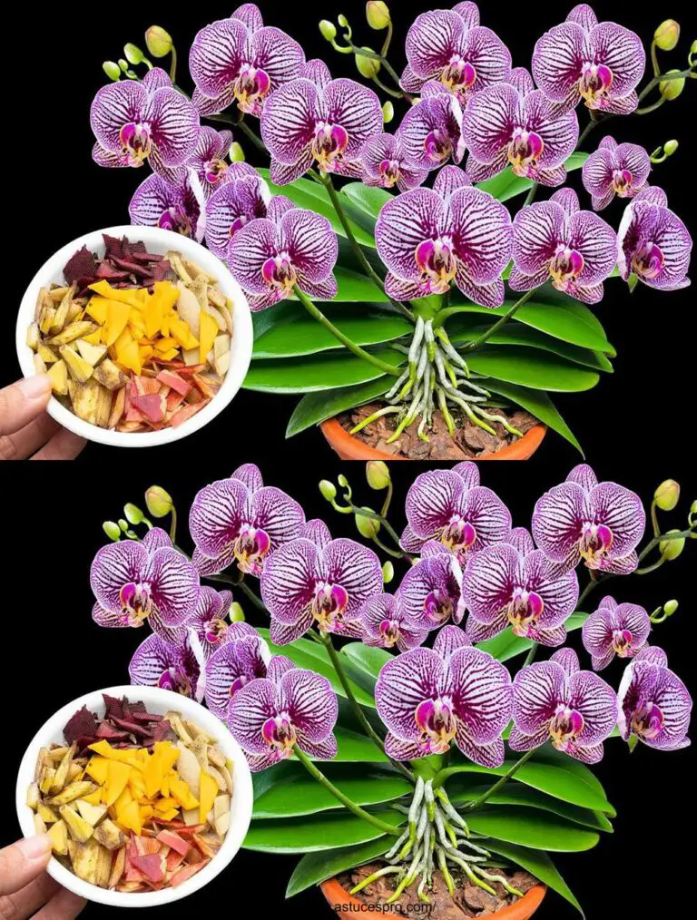 Diese Kombination ist 100 mal stärker als Knoblauch und verursacht sofortige Keimung von Orchideenwurzeln.