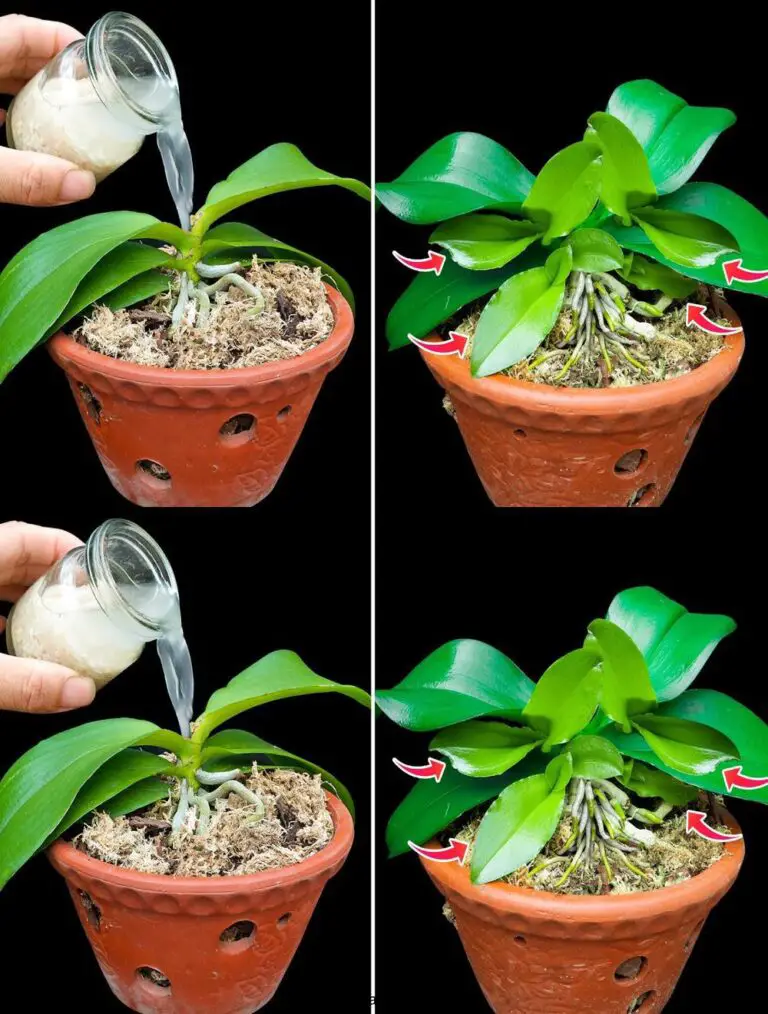 Eine Tasse pro Woche, die Orchidee wird viele Knospen produzieren und wird kräftig blühen