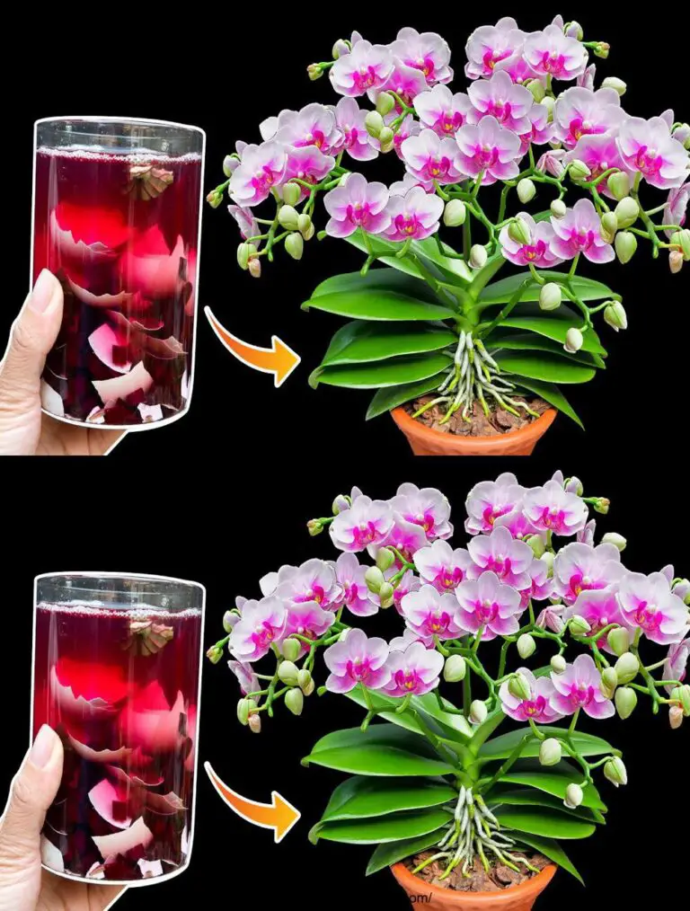 Magische Flasche Wasser: einmal verwendet, die Orchidee wird neue Wurzeln und Blüte wachsen