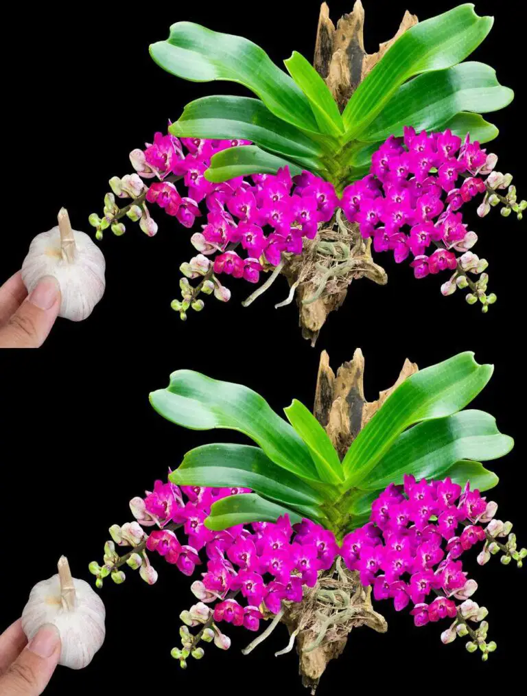 Nur eine Knoblauchzehe oder eine gesprengte Orchidee wird wundersam blühen