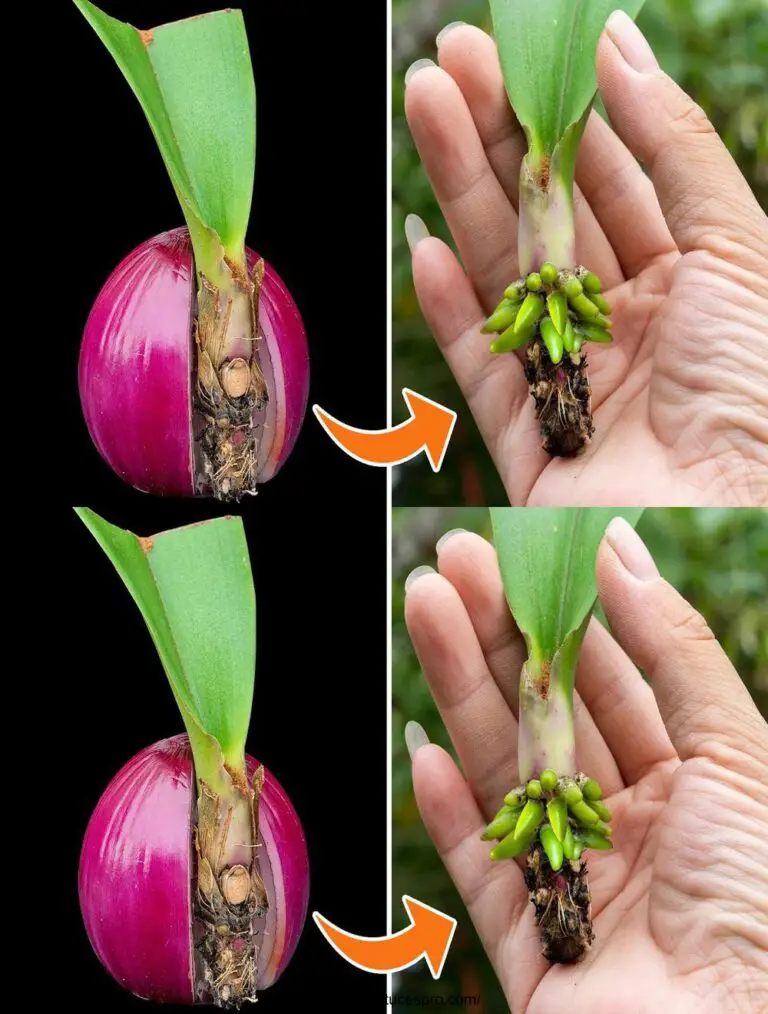 Magic Way Orchids Push Roots und Young Leaves sofort zu helfen.