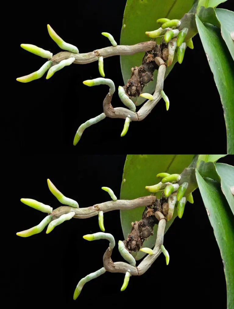 Neuer Trick, um Ihre alten Orchideen zu wachsen 200 mal schneller und Blume kontinuierlich