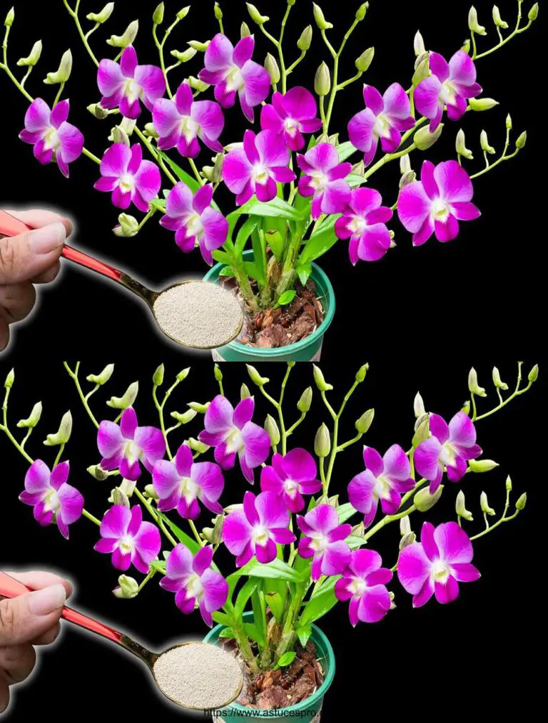 Mit dieser einfachen Beratung werden zerbrechliche und immer blühende Orchideen blühen