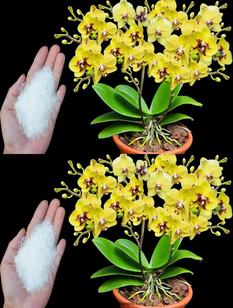 Sprinkle ein Löffel von diesem und plötzlich jede Orchidee blüht ständig