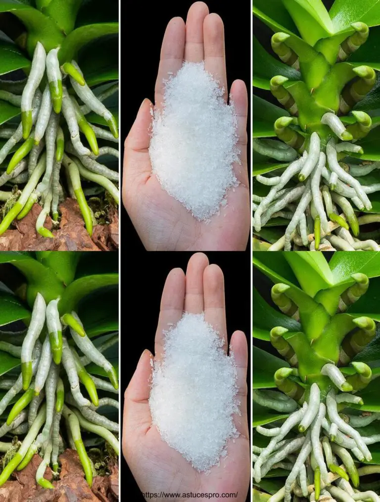 Gießen Sie einen Löffel in die Wurzeln, gesunde Wurzeln und viele Orchideen Knospen wachsen, als ob durch Magie