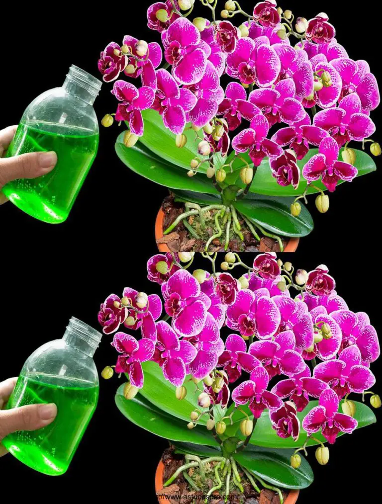 Nur Wasser dieses Wunder: Orchideen blühen 365 Tage, nicht jeder weiß