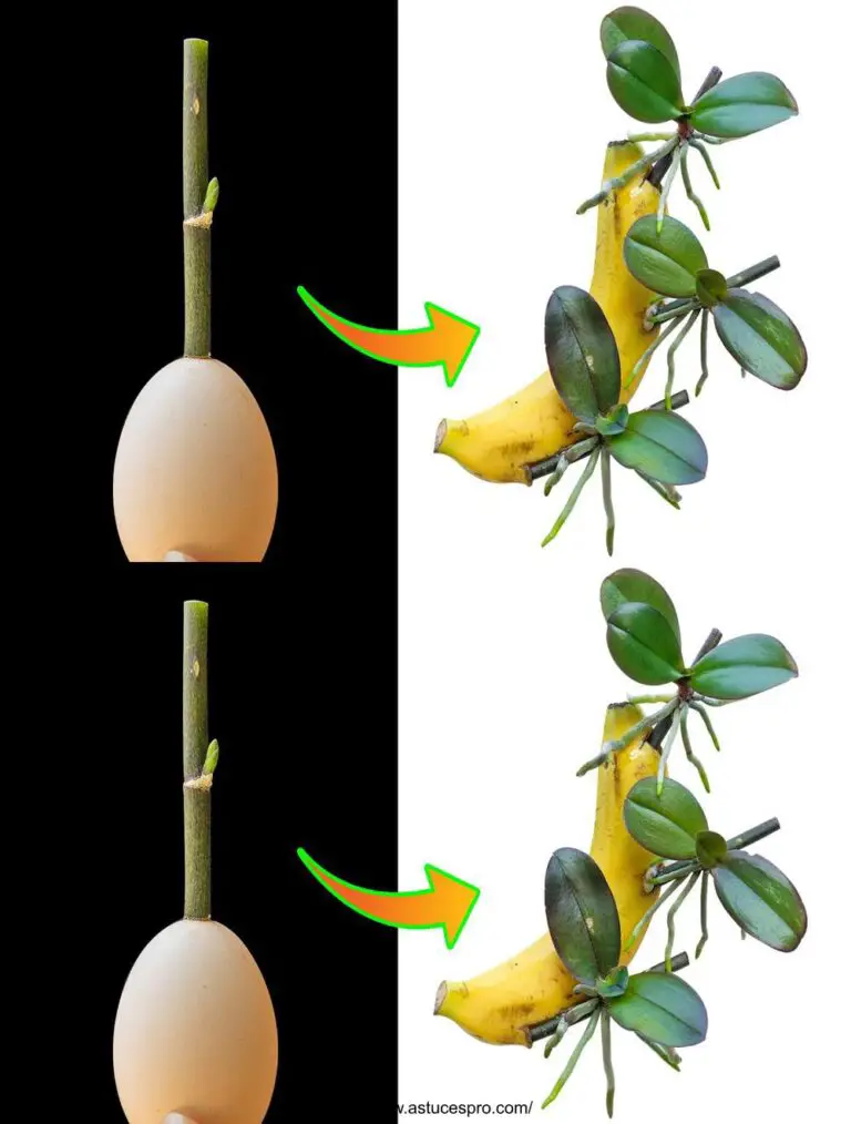 Das Geheimnis, Orchideen aus einer Banane und einem Ei zu wachsen