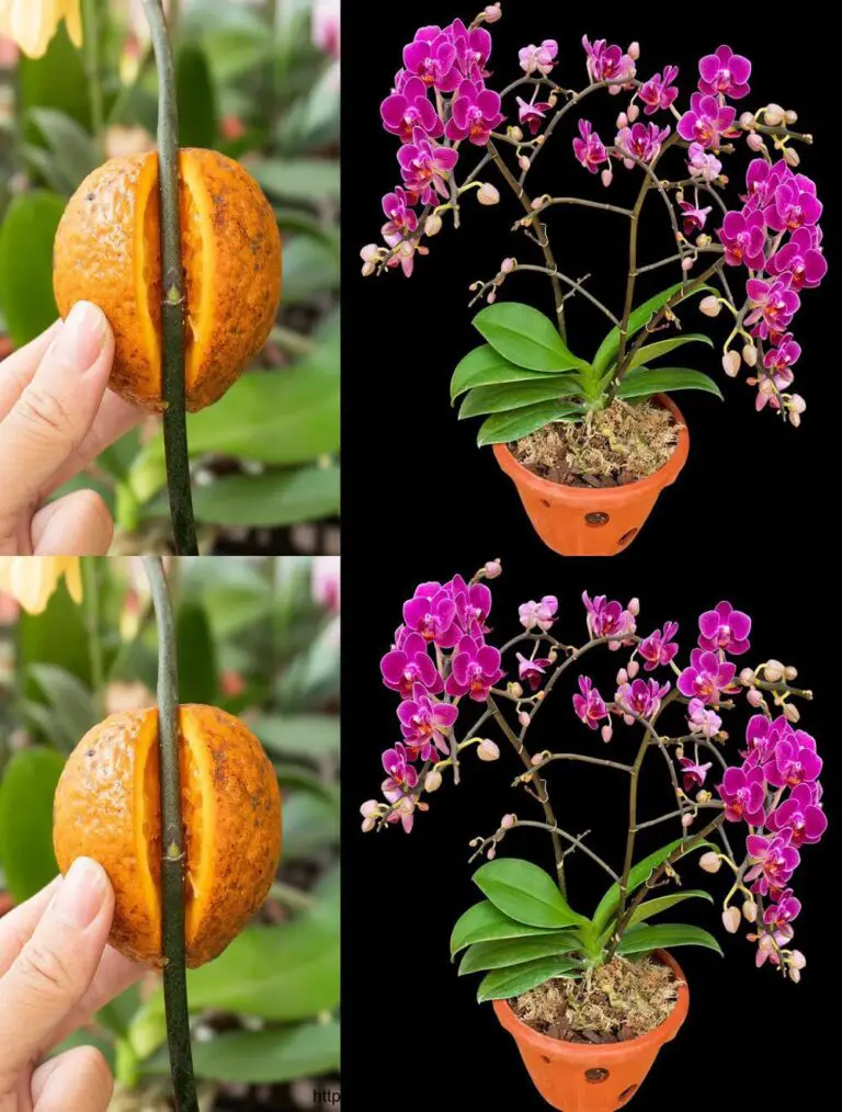 Gesungen durch die Macht einer Orange, blüht die Orchidee und verbreitet sich für immer