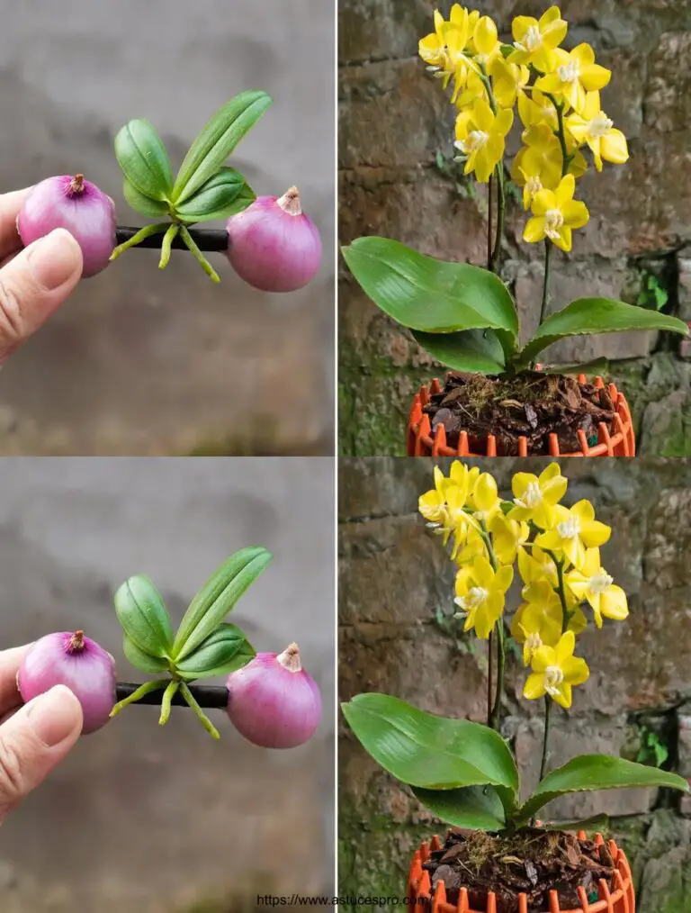 Glücklicherweise helfen Zwiebeln Orchideen, das ganze Jahr über zu verwurzeln und zu blühen.