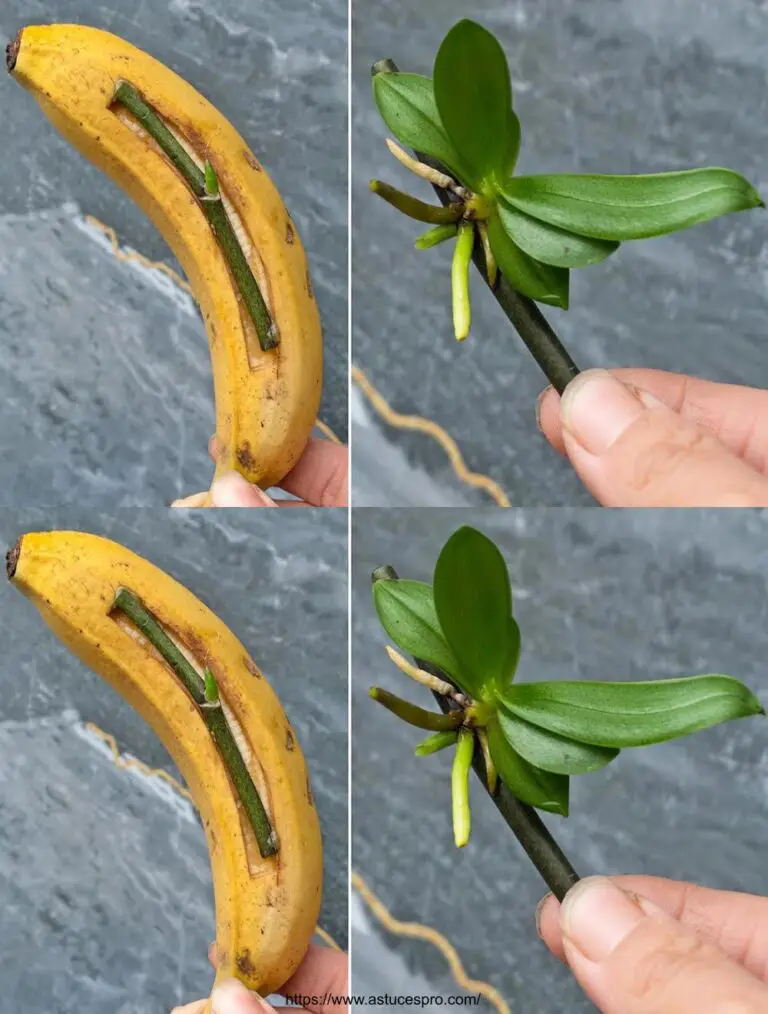 100 mal stärker als der Knoblauch, macht die Miracle Fruit diese Orchideen Wurzeln sofort Stich