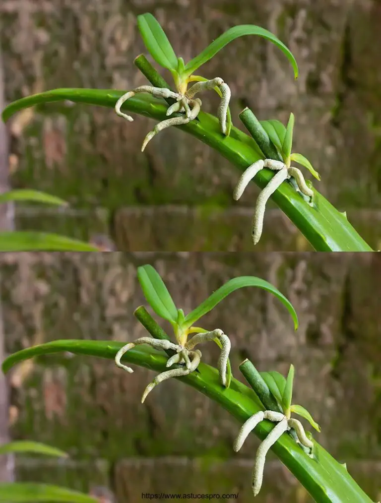 Wenige Menschen wissen, dass Orchideen sich auf diese Weise sehr schnell verbreiten können – Verwenden Sie einfach die Aloe Vera