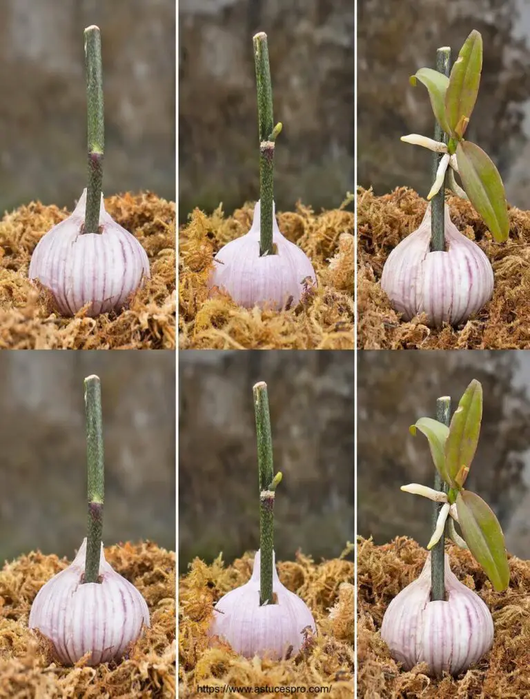 Machen Sie Ihre Orchideenblüte das ganze Jahr über mit Knoblauch