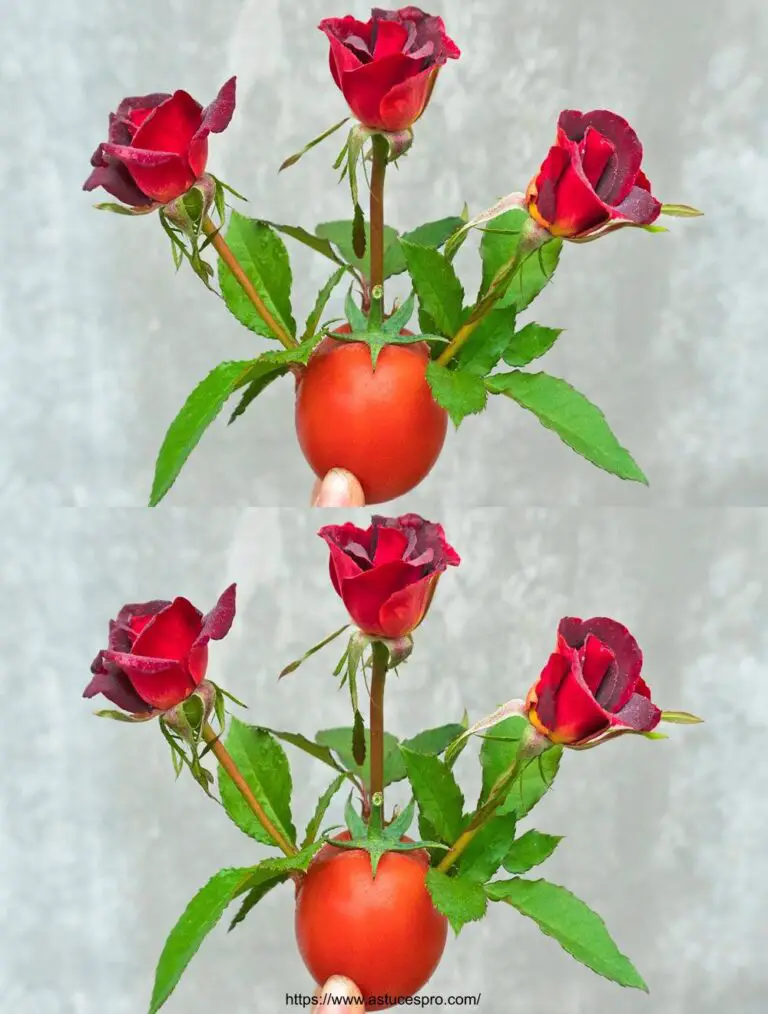 Einfache und effektive Methode zur Ausbreitung von Rosen mit Tomaten