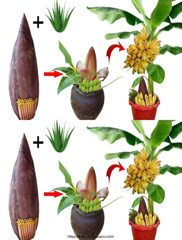 Einzigartige Tipps für die Ausbreitung von Bananenpflanzen aus Bananen und Aloe Vera Blumen