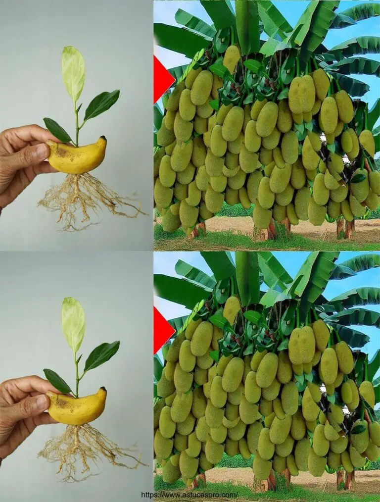 Seltene Früchte: die Kunst der Kreuzung Jacquier und Banane erfolgreich 100%