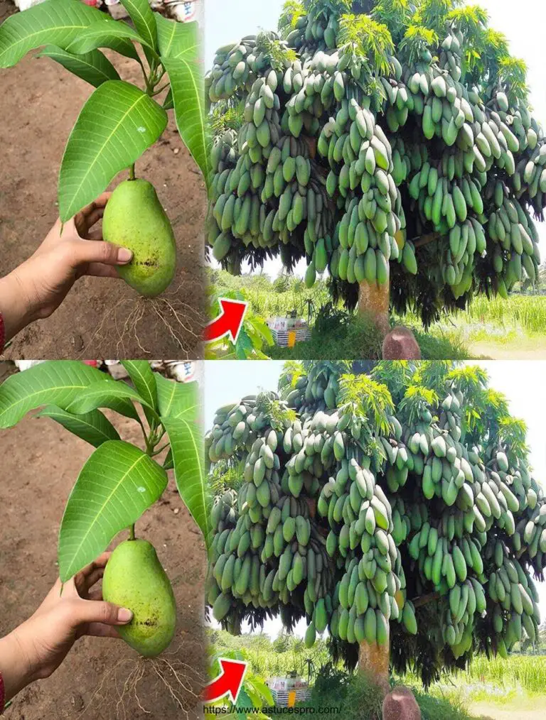 Grow Mango Bäume mit Tomaten für schnelles und überraschendes Wachstum