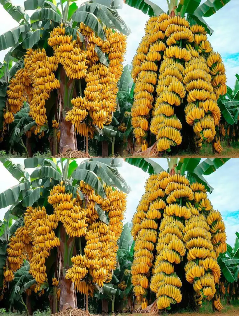 Eine einzigartige Idee: Bananenbäume mit Palmen für den am schnellsten wachsenden Baum der Welt wachsen