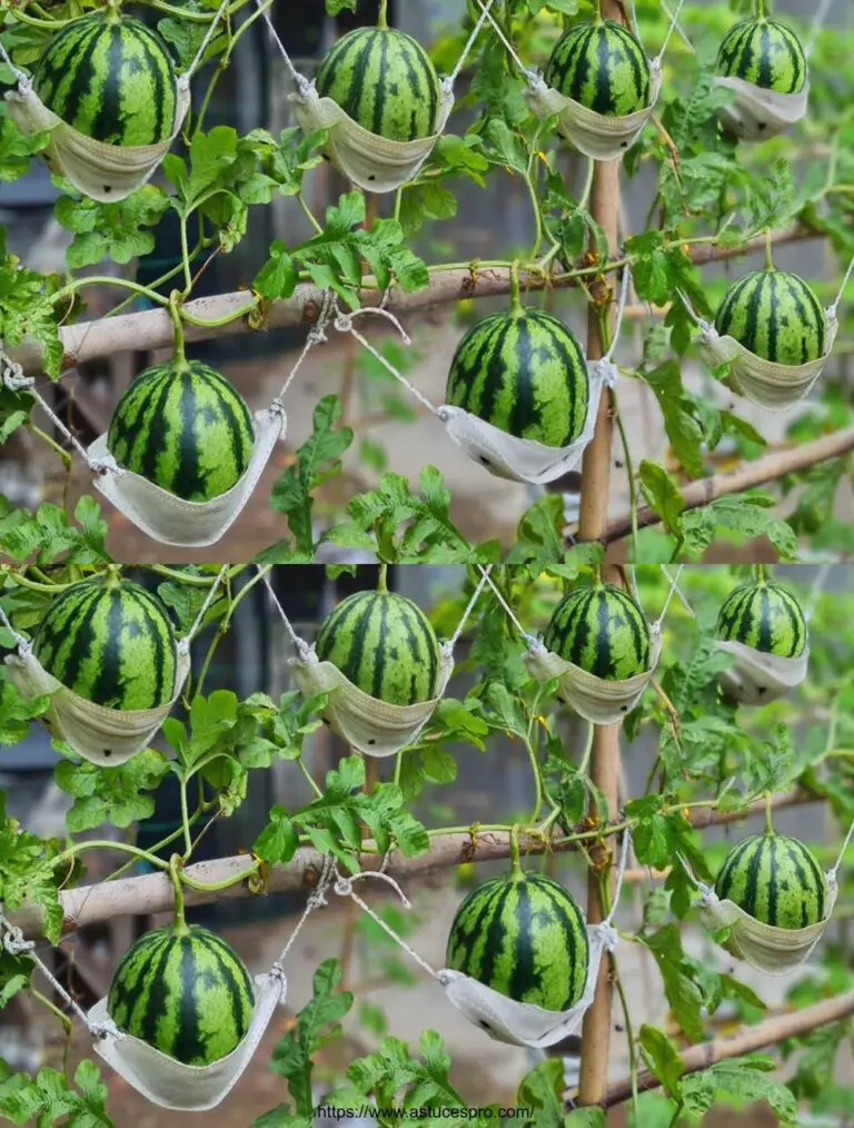 Kultivierende Wassermelone mit Zucker gibt große und schöne Wassermelone